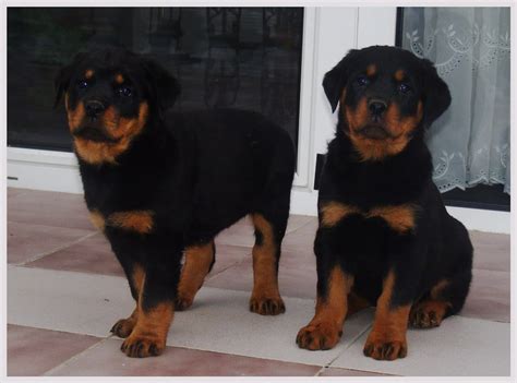 Wir haben Rottweiler Welpen mit ADRK Papieren in Marburg | Tiere ...