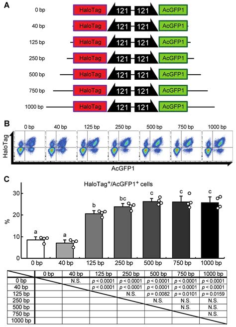 Identification of Genomic Safe Harbors in the Anhydrobiotic Cell Line, Pv11