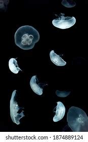 Desktop Transparent Background 的图像结果