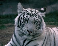 white tiger 的图像结果