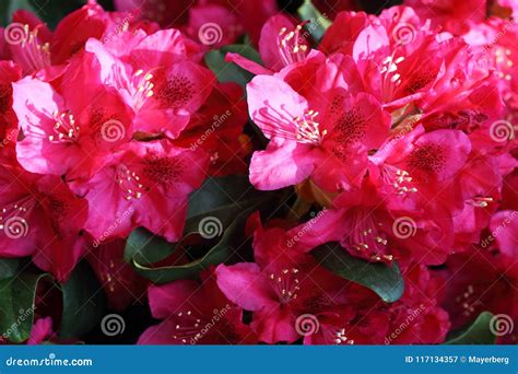 Rhododendrons Prefer an Acidic Soil and Grow Best in Light Shade To ...