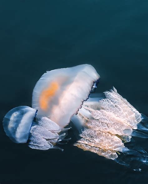 What Do Jellyfish Eat? (Jellyfish Diet & How Do They Eat)