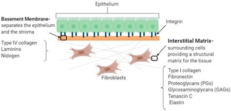 Applied Sciences | Special Issue : Application of Extracellular Matrix ...
