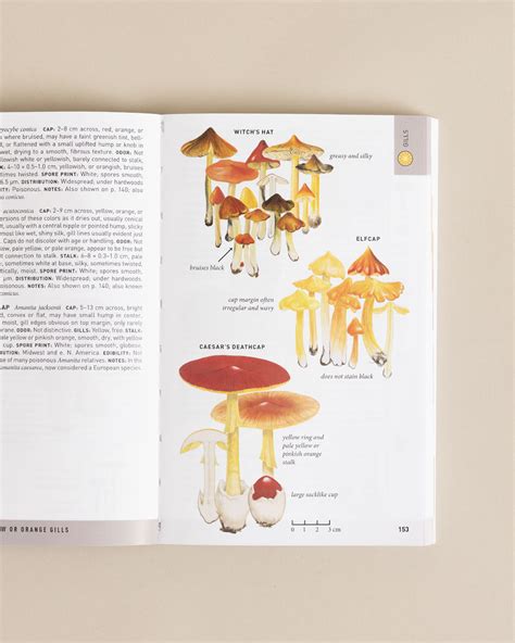 Field Guide To Mushrooms (2) - Longwood Gardens
