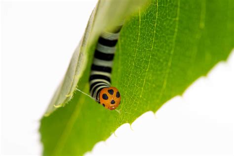 Image result for Horizontal Loop in JavaScript