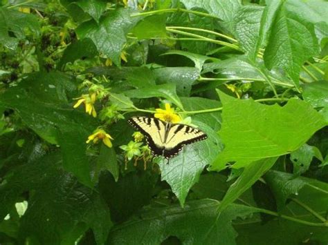 Mammoth Cave Canoe & Kayak (Cave City) - All You Need to Know BEFORE You Go