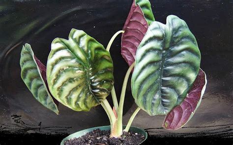 Buy House Plants Online | Kumaran Nursery Garden Vadipatti, Madurai ...