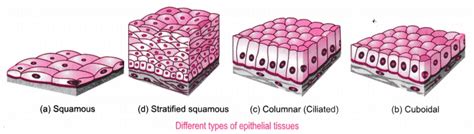 Describe the structure and function of different types of epithelial ...