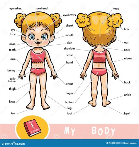 Visual Dictionary About The Human Body. My Body Parts For A Girl Vector Illustration ...
