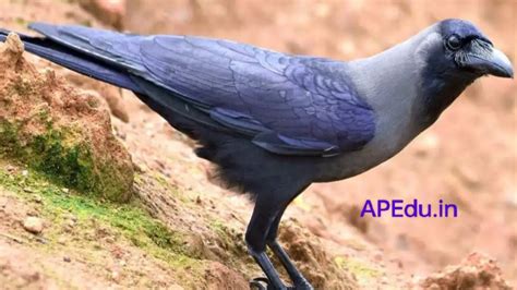 Explanation of what happens when crows crow in front of a house. - APEdu