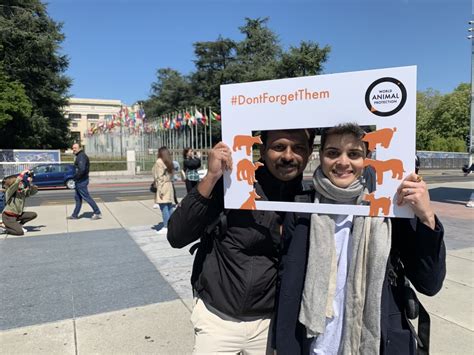 Lakshmi – Journey of the inflatable cow to Geneva that represented 1.5 ...