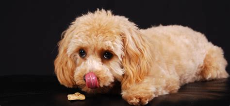 Image result for Cockapoo Groom