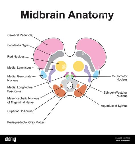 Inferior Cerebellar Peduncle Cross Section