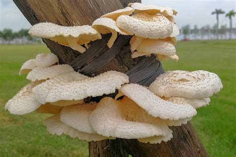 Image result for Pester Tutorial