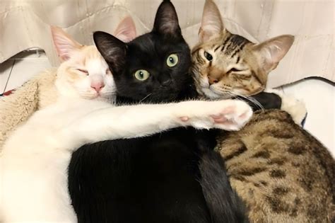 Image result for CPC Test Example