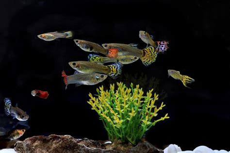 Guppy Fish Care Guide For Aquarists: Everything You Need To Know
