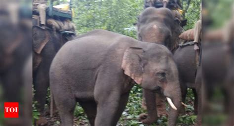 Wild Elephants: Madhya Pradesh high court issues notice for capturing ...