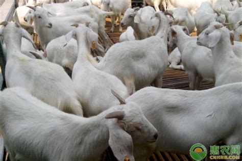 山羊纯种美国白山羊养殖基地纯种美国白山羊种羊价格批发 纯种美国白山羊种羊价格批发-食品商务网