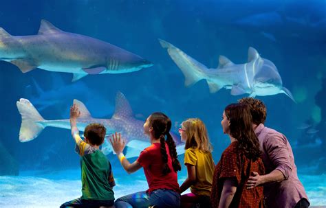 Newport Aquarium Mermaids Are Under The Sea At Newport Aquarium