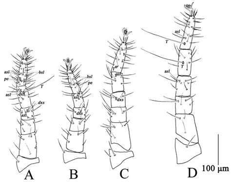 Insects | Special Issue : Mite Nature: Taxonomy, Behavior and Dispersion