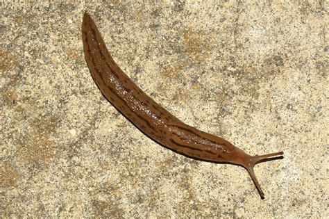 Slug vs Snail: The 3 Key Differences Explained - A-Z Animals