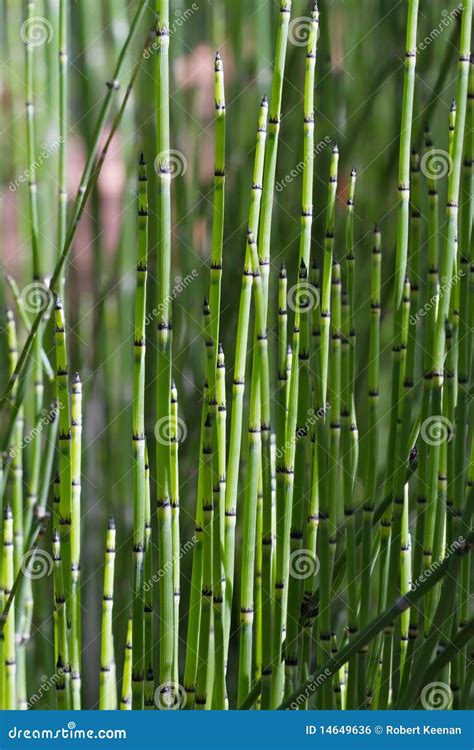 Green Bamboo Grass stock photo. Image of freshness, climate - 14649636