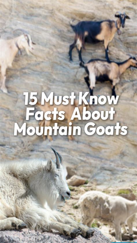 15 Must Know Facts About Mountain Goats