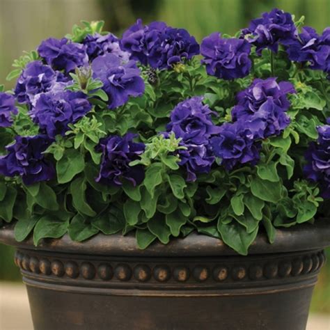 Petunia 'Double Cascade Blue' F1 - Petunia x hybrida - Garden Living