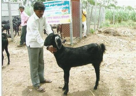 About Osmanabadi Goat Farming