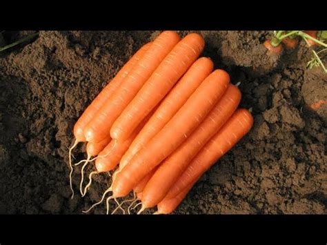 Buy ROMANCE F1 Hybrid Nantes Carrot (BASF-Nunhems) Seeds Online at ...
