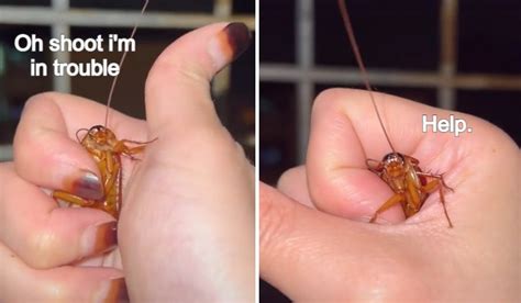 Cockroach Reaction 的图像结果