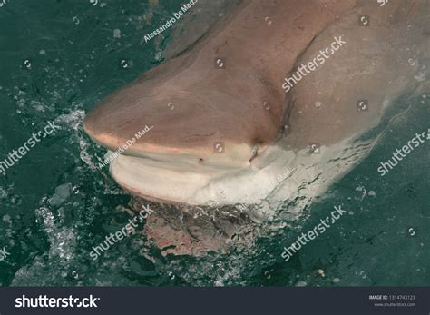 Bronze Whaler Shark Bite at Ryan Mcgovern blog