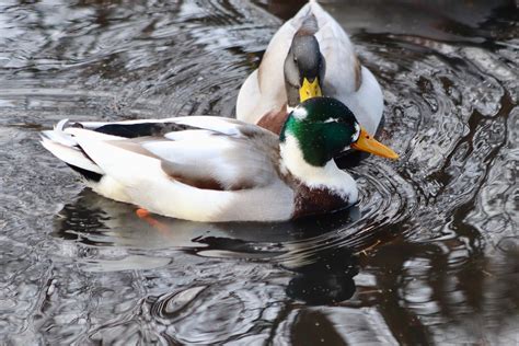 What Can You Feed Ducks: A Guide to Proper Duck Nutrition