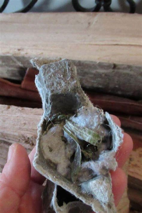 Image result for Easy Fire Starters