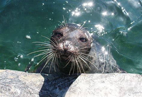 The Different Types of Seals - Tynemouth Aquarium