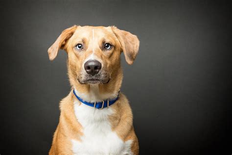 Wolf Trap Animal Rescue Virginia, Rescue Puppies Md, and Washington Dc