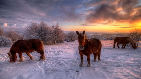 Bing Wallpaper Horses 的图像结果
