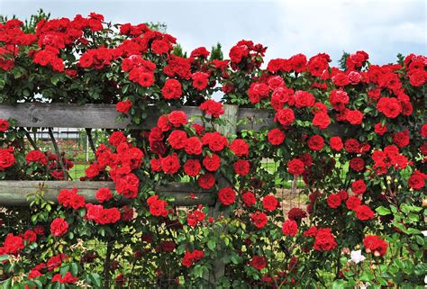 How to Grow Climbing Roses in a Small Space Garden Photos ...