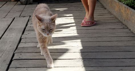 Cat Lovers Want The 'Indian Billy' To Be Given The International Breed ...