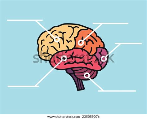 Brain Function Map 的图像结果