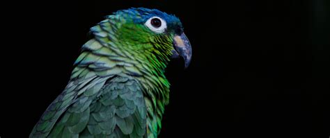 Download wallpaper 2560x1080 parrot, bird, beak, color, black ...