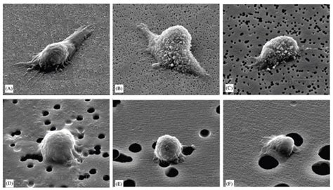 A Review of 3D Polymeric Scaffolds for Bone Tissue Engineering ...