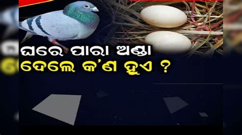 Pigeon Eggs: ଘରେ ପାରା ଅଣ୍ଡା ଦେବା ଶୁଭ ନା ଅଶୁଭ? ବାସ୍ତୁ ଶାସ୍ତ୍ରରେ ରହିଛି ...