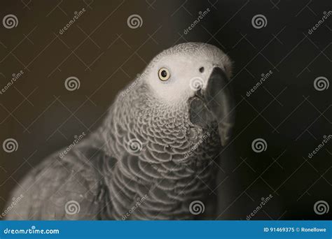 Curious African Gray Parrot Bird Stock Image - Image of talking ...
