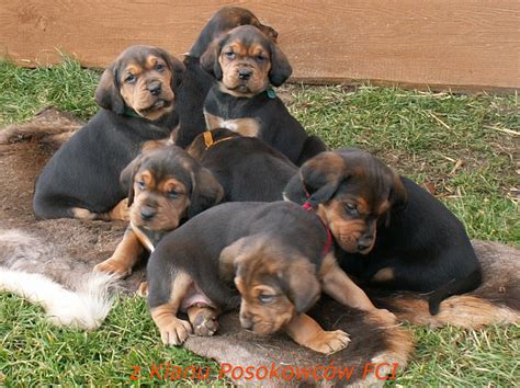 POLNISCHER LAUFHUND Gonczy Polski in Wilkowiecko | Tiere | Kleinanzeigen