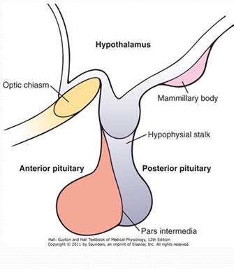Image result for Thyroid Disease Classification Using Meachine Learning Algorithms