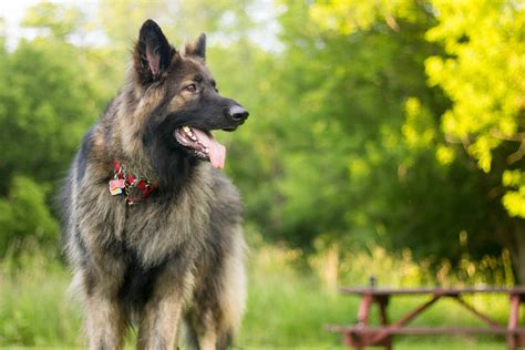 Shiloh Shepherd Dog Breed Pictures, Characteristics, & Facts