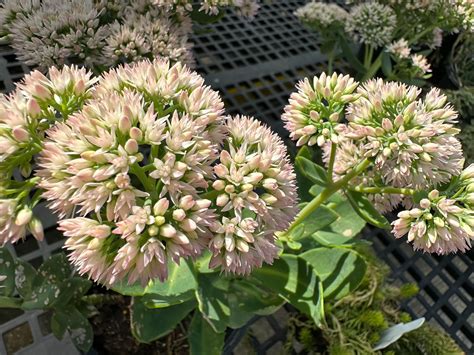 The Hanover Plant Farm Nursery and Garden Center – Hanover Vegetable Farm