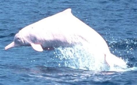 三亚政协委员李松海建议：设立中华白海豚国家级保护区