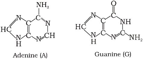Biomolecules: Class 11 Biology Notes For Neet, Janakpuri, Delhi ...